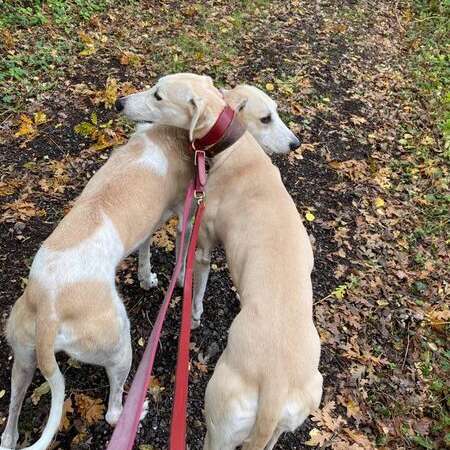 Harry And William Pic 1