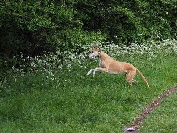 214696819 2375009092629700 6929995829759668946 N