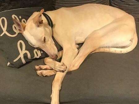 37098427 1375262265937726 4895444478925471744 N