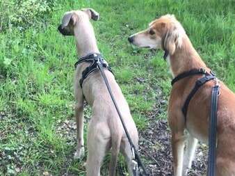 31958173 1316724258458194 8779387128434917376 N