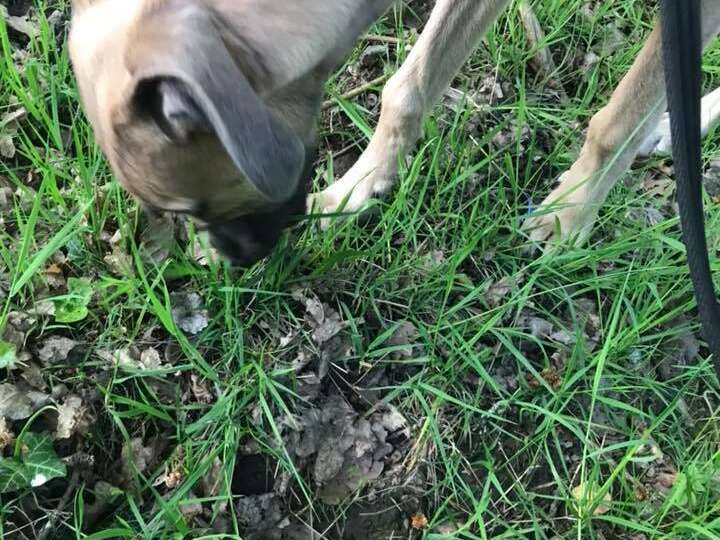 31961865 1316724315124855 4913873071196078080 N