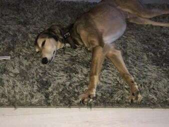 37868297 1390919037705382 3365590068826734592 N