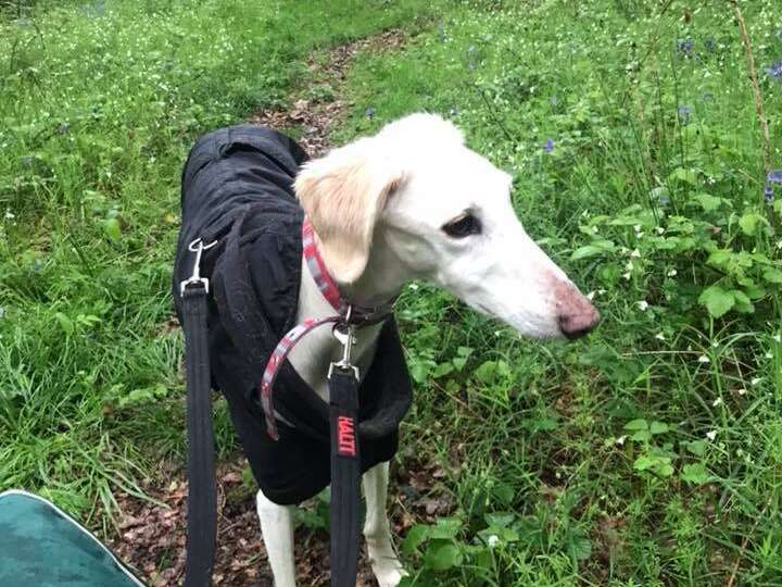 32423195 1320386338091986 6826912115412959232 N