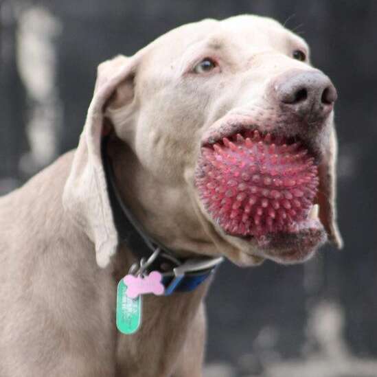 32705429 1322794261184527 7801826286665465856 N