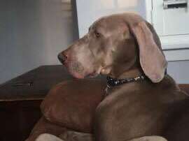 37797086 1390940264369926 7872977896007008256 N