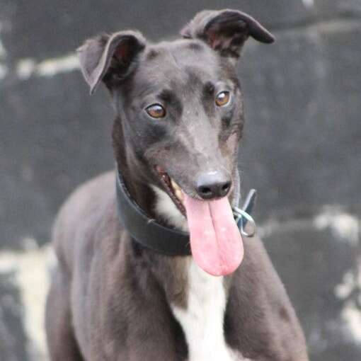 32595161 1321968341267119 2686246102251864064 N