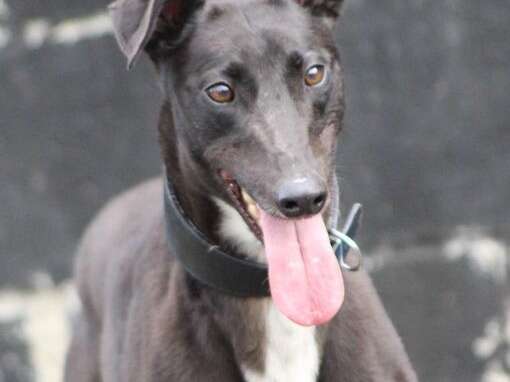 32595161 1321968341267119 2686246102251864064 N