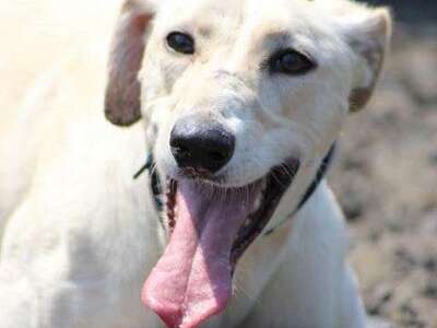 34068410 1332847776845842 6066844826920288256 N