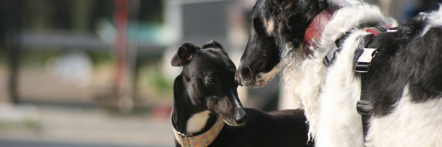 F15B0D84A10B292C0Bb147B83806420F258E9Eb8