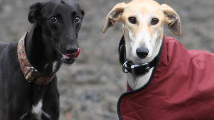 21F9Ed356A064880258059F4486A1Ed17A2Bce38