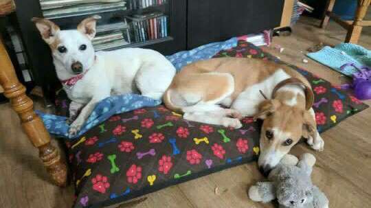 294E1Dc4907Eb8F64Abddc3278Cc3Dbcf0A0C605