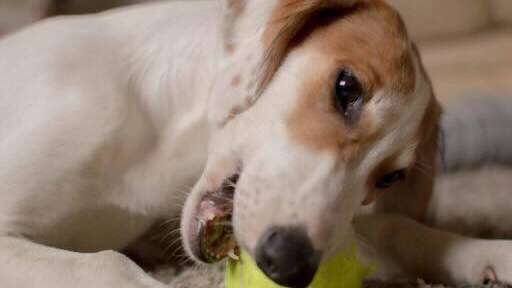 Ba3590498419E1Bc96C3A66003897C9E1504858E